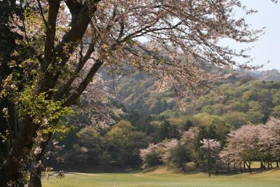 桜 桜 大厚木カントリークラブ 桜コース