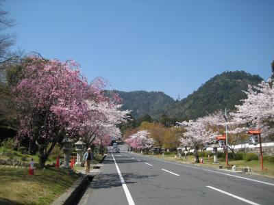 2009年春　坂本の桜と近江八幡【花と団子】