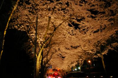秩父宮記念公園 桜ライトアップ