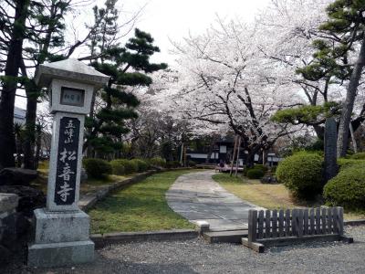新寺通の寺の桜巡り　その３　松音寺