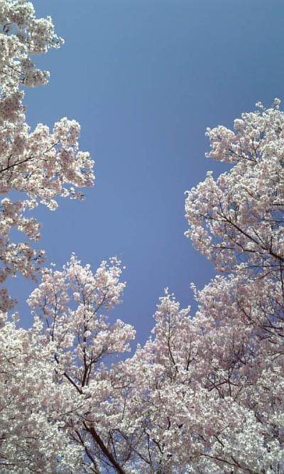 高遠の桜