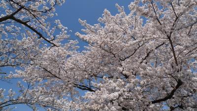 京都の桜2009?　円山公園　祇園白川 等