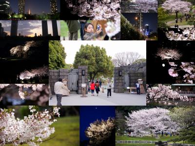 浜離宮夜桜散歩