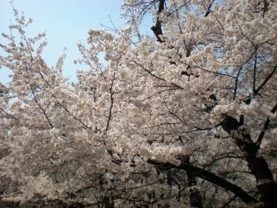 お花見～大宮公園