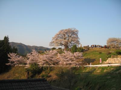 桜　さくら　サクラ　sakura 