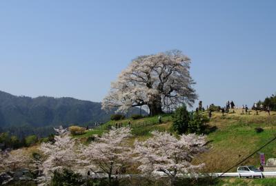 岡山桜めぐり