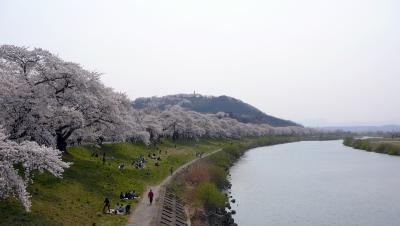 白石川堤「 一目千本桜」