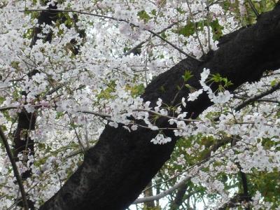 2009年お花見昼食会