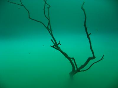 メキシカンカリブ旅行記?　～セノーテダイビング　part?～