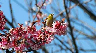 熱海　　梅を観にいったら、桜とウグイス？