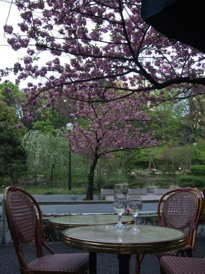 八重桜満開　Cafeはまるで　