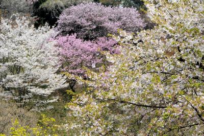 桜満開の多摩森林科学園