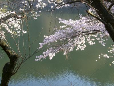 月 ヶ 瀬 湖 の サ ク ラ　　～ 前 編 ～