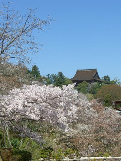 日 本 一 ！ 　吉 野 山 の サ ク ラ　 ～ ３ ～ 