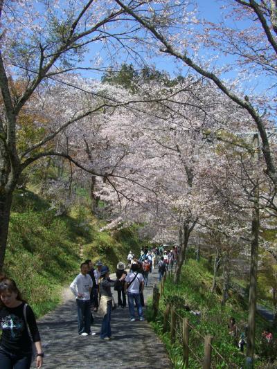 日 本 一 ！ 　吉 野 山 の サ ク ラ　 ～ ５ ～ 