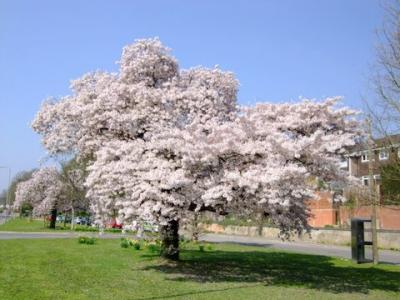 桜満開、春真っ只中のイギリス。