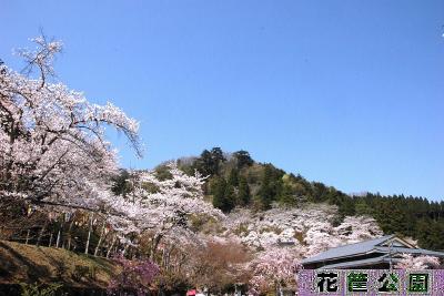 花筐公園へ味真野苑へ味真野小学校へ