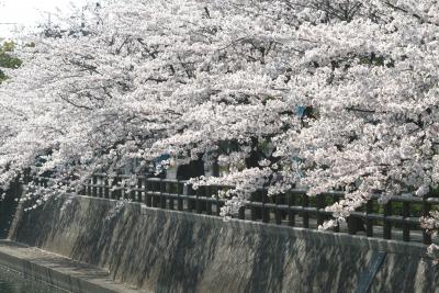 2009春、桜の季節の大垣城(1/5)：JR大垣駅、コブシ、水門川、染井吉野、戌亥櫓、天守閣