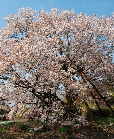 国指定特別天然記念物 日本最古級のヤマザクラ 狩宿の下馬桜と白糸の滝