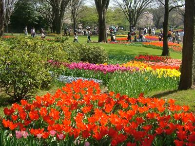 昭和記念公園　花・花・花