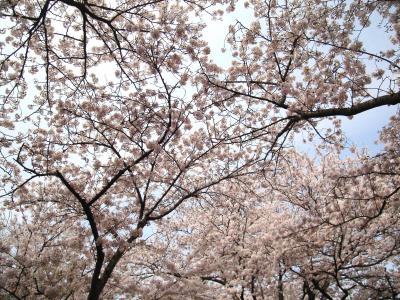 2009　桜を見にドライブ・ドライブ