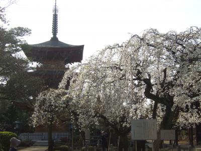 仏塔探訪　～豪徳寺～