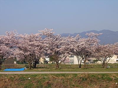 関西遊歩　#3　桜の道～武庫川堤の桜