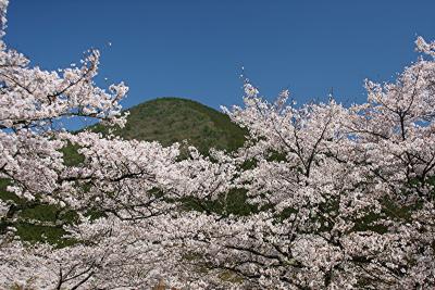 関西遊歩　#4　春うらら～丹波少年自然の家の桜（丹波市青垣町）