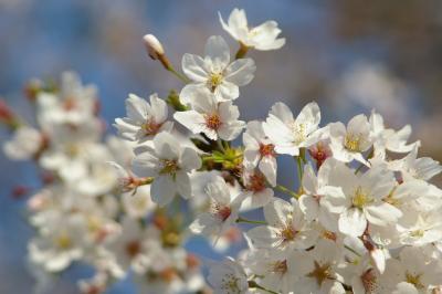 多摩川淺川合流地点の桜並木