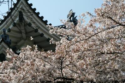 2009春、桜の季節の大垣城(3/5)：天守閣、染井吉野、八重紅枝垂れ桜、鉄門跡、金森氏像