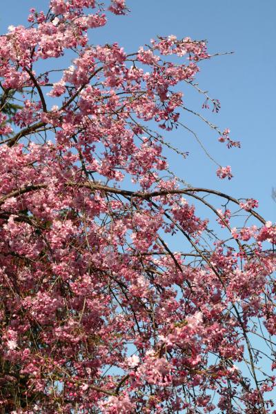 2009春、桜の季節の大垣城(4/5)：本丸、濃飛護國神社、八重紅枝垂れ桜、大島枝垂れ桜