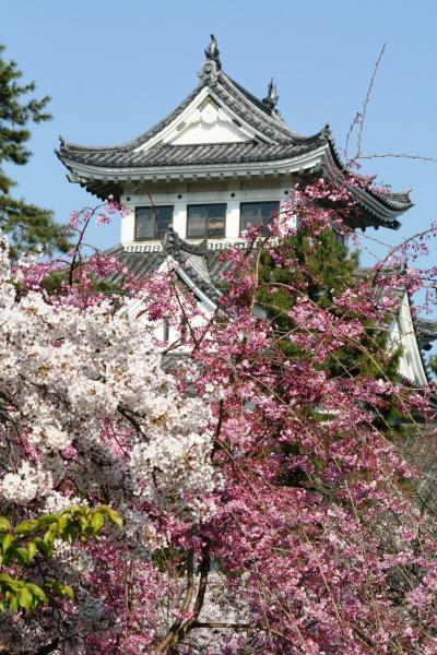 2009春、桜の季節の大垣城(5/5)：天守閣、西門、おあむの松、八重紅枝垂れ桜、戸田公像