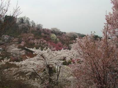 読売春の宴と花見山・船岡城址夜桜ツアー