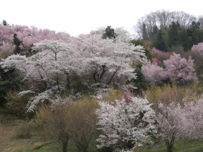 桜三昧・一泊２日でのんびりと８箇所めぐり