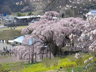 三春の滝桜・宿泊なのでゆったりとした時間です
