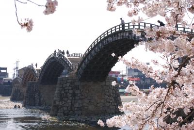 桜・満開の錦帯橋