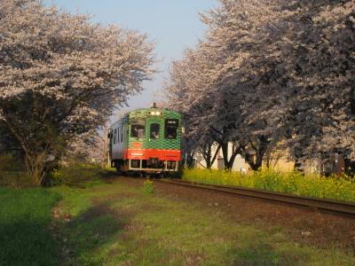 桜の頃、真岡機関区界隈