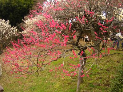 梅の香芳しき偕楽園へGO