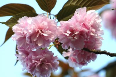 2009春、桜の見納め(2/3)：鶴舞公園、菖蒲池、ハナズオウ、鴨、八重桜
