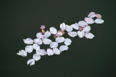 2009春、桜の見納め(3/3)：鶴舞公園、花筏、噴水塔、奏楽堂、公会堂、八重桜