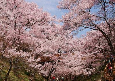 天下第一の桜 “高遠城址公園” に満開！