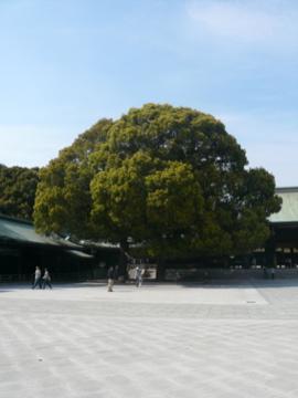 2009年東京の桜～明治神宮・代々木公園