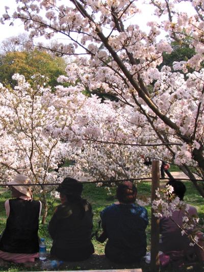 京都の桜の見頃　ピンクの雲海　仁和寺の御室桜