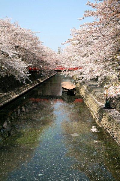 車で岐阜-1 ★大垣・奥の細道むすびの地 船町港跡に咲く桜