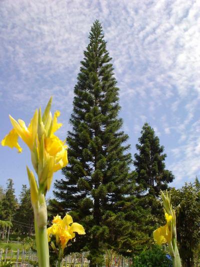 常春の楽園３：　キャメロン・ハイランド　「熱帯高原の花」　Ａ