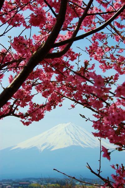 さくら開花　絶頂～ッ！　河口湖畔。