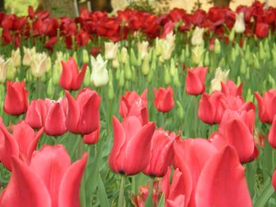 羽村のチューリップ・・・横浜公園も・・