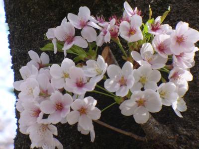 2009年04月　赤城千本桜･･･葉桜でした