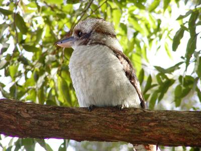 タスマニアを歩く(2) シドニー・タロンガ動物園 ～2002年 GW～