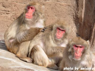 豊橋のんほいパーク　動物園編